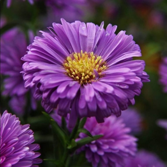 🥰 - Picture 4 of 5